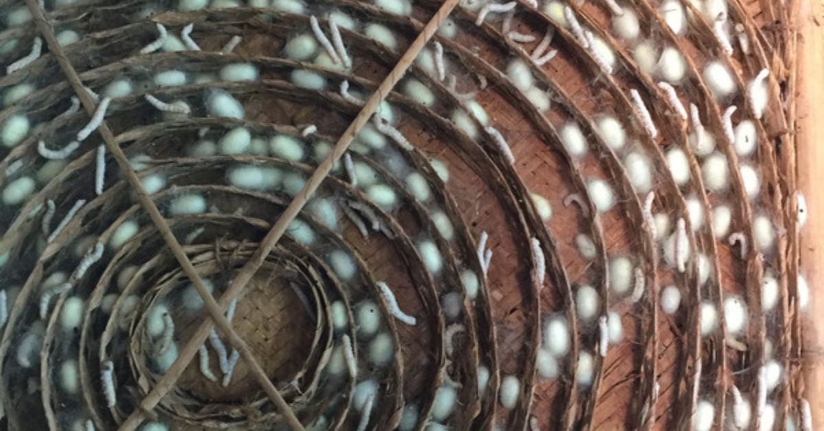 The Story of Ahimsa Silk