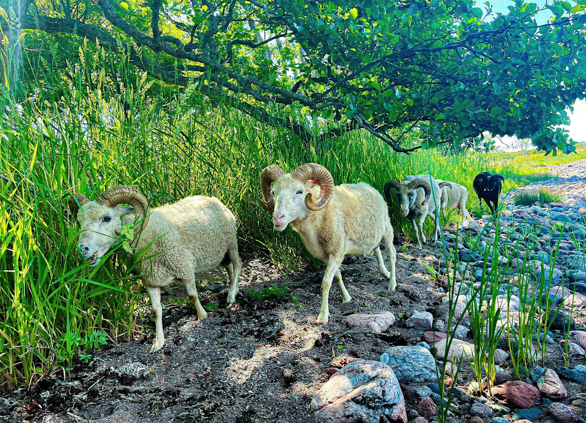 Northern European Wool Culture